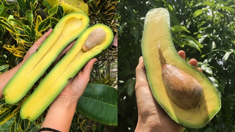 美國果農種出罕見新品種 比手臂長的長頸牛油果！