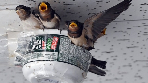 燕子天花板築巢失敗 日傢俬店老闆娘暖心一招為燕子提供住所