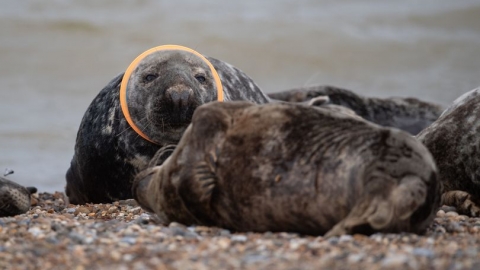 英國海豹頸纏塑膠玩具飛碟 動保團體呼籲勿在沙灘留垃圾