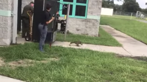 浣熊自動販賣機「偷食物」反被困 苦等救援獲救後立即逃離案發現場