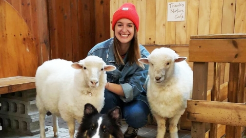 首爾弘大人氣綿羊café 超萌治癒系綿羊寶寶！