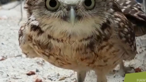 無嘢逃得出我法眼！ 英國貓頭鷹發現被偷拍馬上怒撞鏡頭