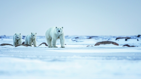 不一樣加拿大秋遊之旅 追極光‧探北極熊‧海陸空玩盡加拿大