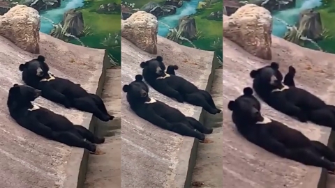台灣網絡瘋傳黑熊招手片段 懶洋洋平躺舉手say hi？