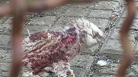 泰國動物園小刺蝟染惡疾沒人理會 嚴重皮膚病尖刺全脫落步履蹣跚