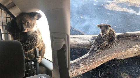 澳洲山火持續 樹熊媽媽以身擋火保護孩子獲救