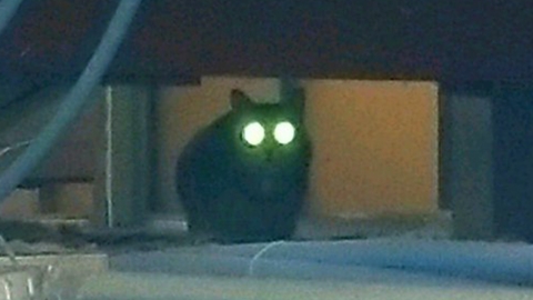 貓咪走失遊蕩機場6日職員誘捕不果 聽見中文名才願意現身！