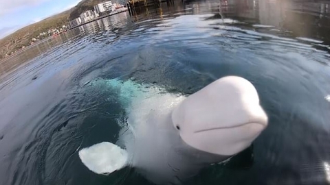 巧遇潛水員GoPro不慎墜海 聰明白鯨潛入水底拾回歸還(APP限定)