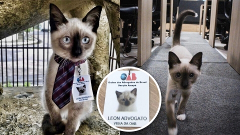 流浪貓走入辦公室避雨被客人投訴 職員正式錄用「貓公關」平息紛亂！