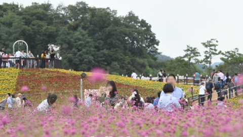 韓國非洲豬瘟擴散月內現9宗個案 著名賞花公園被迫關園！
