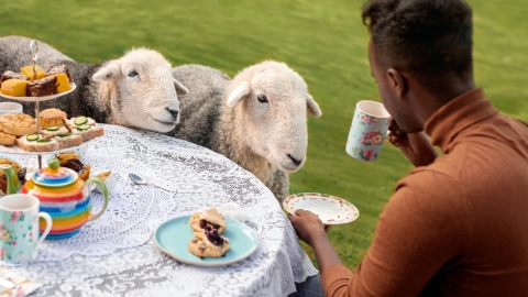 與綿羊食下午茶、哥基一同划艇 Airbnb推全新動物體驗活動