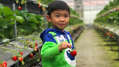 九州最大士多啤梨園 40分鐘即摘即食超大粒