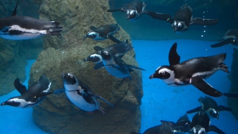 情場聖手、和多隻企鵝同時交往？ 日本京都水族館更新2020年企鵝關係圖