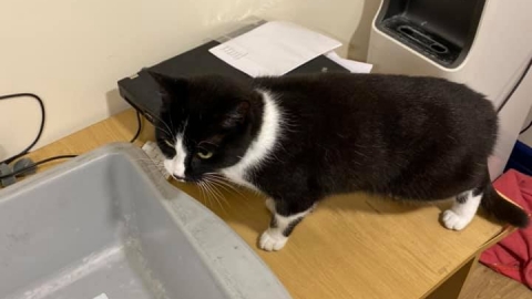 夫婦旅行疑帶違禁品被扣查 搜查行李箱後發現有貓貓潛入搗亂