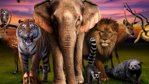 印尼峇里島動物園 探索黑夜世界/獅子餐廳/接觸貓頭鷹