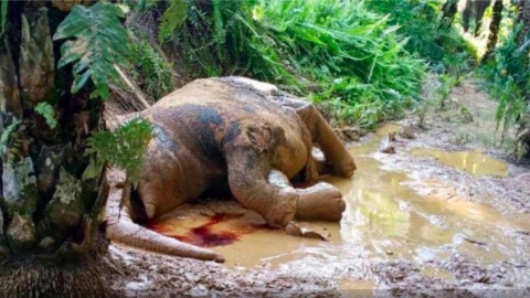 馬來西亞再有瀕危侏儒象遭槍殺 象牙被鋸去身帶舊槍傷伏屍3日