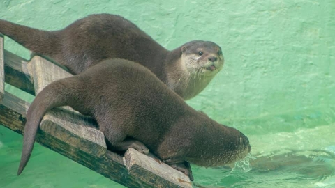 美國推與可愛水獺暢泳體驗活動 期望喚起對瀕危動物的關注