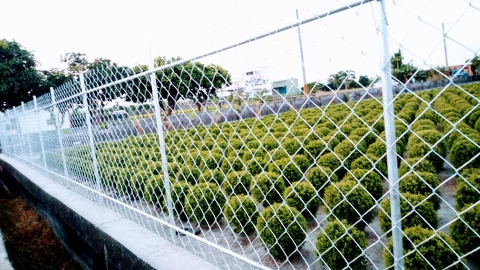 遊客太多留垃圾損毀植物 台版波波草免費開放1個月後裝柵欄