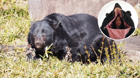 日本藝術家推黑熊造型睡袋 毛茸茸外型+尖銳牙齒超迫真！