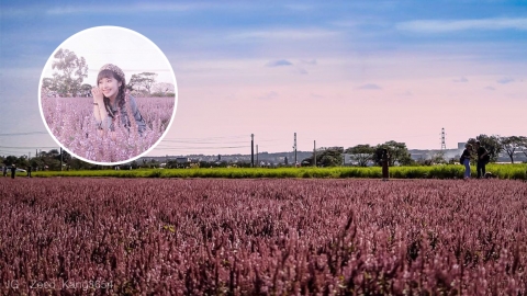2019桃園仙草花節即將開幕 佔地50萬呎 一望無際超夢幻花海