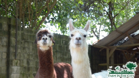 馬來西亞城之農場動物園 與草泥馬、彩虹鸚鵡近距離接觸