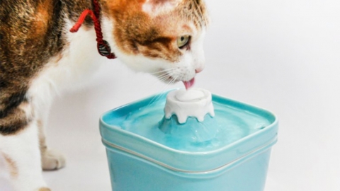 台灣推富士山貓貓飲水機 山頂流水源源不絕唔驚口渴