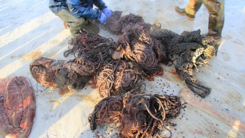 20噸抹香鯨擱淺蘇格蘭海灘死亡 胃塞滿漁網塑膠100kg海洋垃圾