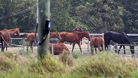 澳洲媒體揭退役馬遭受電擊抽打虐待 超過300匹純種馬被製成貓狗糧！