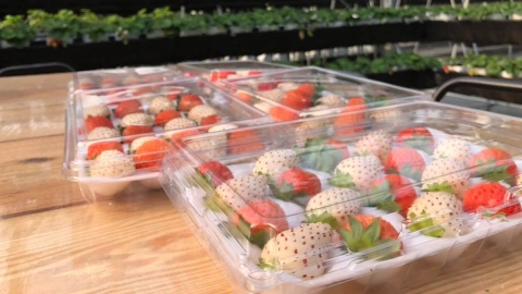 免費入園！ 台灣溫室果園農場 採摘日本淡雪士多啤梨/品嚐草莓牛奶