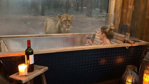 英國野生動物保護區酒店 近距離觀賞獅子、老虎、野狼