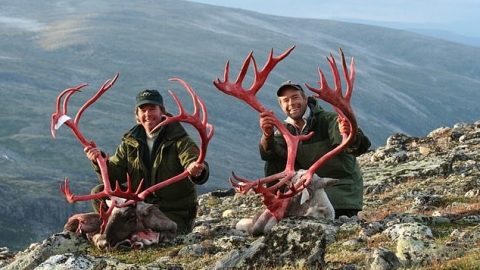 獵人舉血色鹿角「慶祝聖誕」 付錢即合法射殺挪威馴鹿