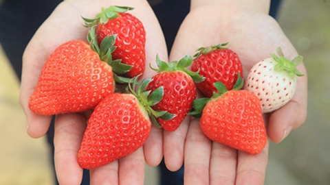 東京近郊6大士多啤梨園推介