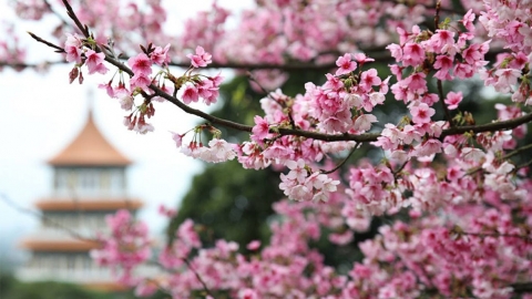 2020台北賞櫻攻略！ 5大熱門景點．交通方法．花期預測