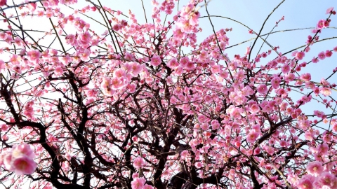 日本梅花季預測情報 ｜全國各地梅花開花日期預測｜日本熱門賞櫻景點推介