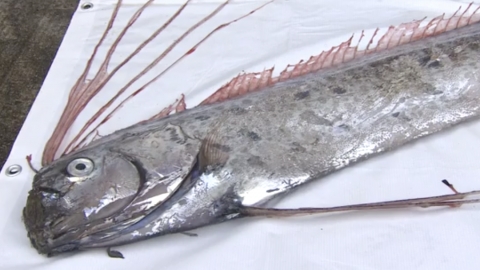 日本即將出現大地震？ 3日內2次驚現罕見「地震魚」