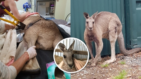 澳洲發現袋鼠遭非法射傷 在受保護區域卻淪為獵人箭靶！