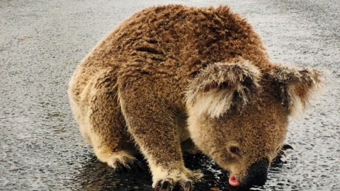 澳洲樹熊太口渴狂舔路面雨水 冒生命危險趴在馬路中心不願走