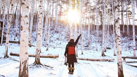 江原道冬日限定白色秘景 麟蹄院垈里白樺林！