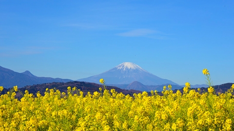 神奈川吾妻山公園