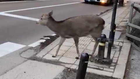 守禮奈良鹿耐心等候過馬路影片網民大讚 發文者：「沒有煎餅吃還是會抓狂！」