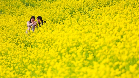東京市內及近郊5大賞油菜花景點推薦