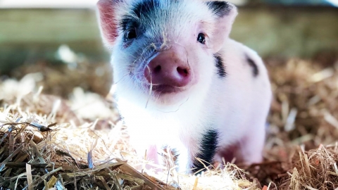 美國請義工照顧可愛豬仔 專門負責攬攬、幫豬仔搓肚