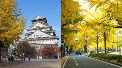大阪京都3大銀杏景點推介 大阪御堂筋｜大阪城公園｜京都堀川通