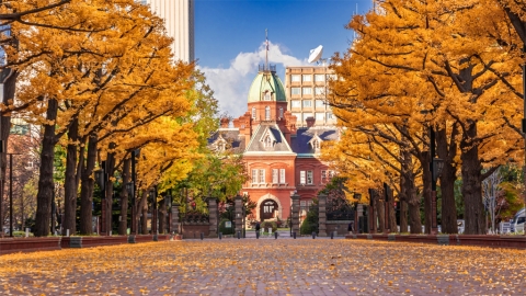 北海道札幌4大銀杏景點 中島公園｜大通公園｜北海道大學380米銀杏並木