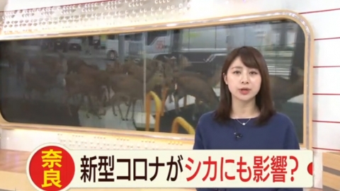 疑因旅客大減無人餵仙貝挨餓 奈良鹿移師街上覓食充飢險象環生