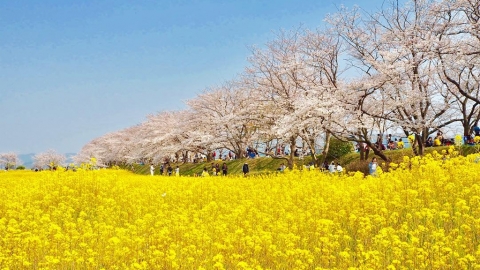關西7大油菜花景點推介 4月300萬棵油菜花盛開！最近離大阪市中心30分鐘車程
