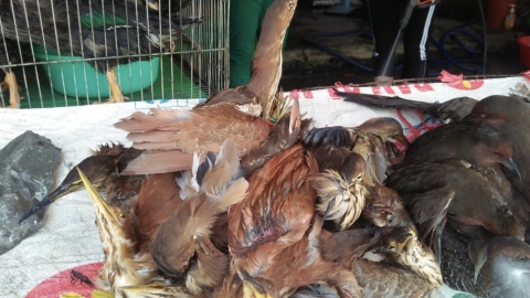 越南市場無視疫情售賣野味 雀鳥被縫眼折翼活生生煮熟