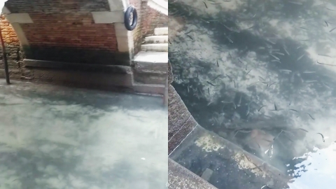 遊客銳減威尼斯運河變清澈可見魚群暢泳 網民：大自然重獲生機！
