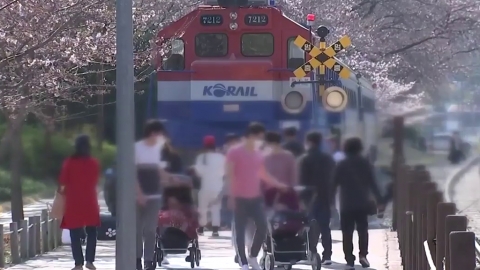 櫻花節慶取消仍難阻賞花人潮 4名韓國確診者曾訪著名賞花景點！