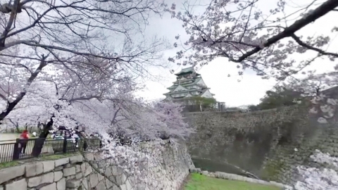 日本天氣網站設VR賞櫻功能 360度無死角睇東京、京都多個櫻花景點